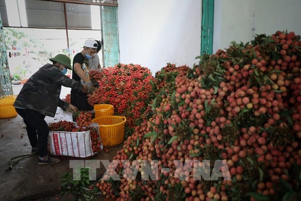 E-commerce platform brings Vietnamese lychees to EU market
